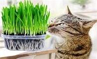养猫咪可以养什么植物