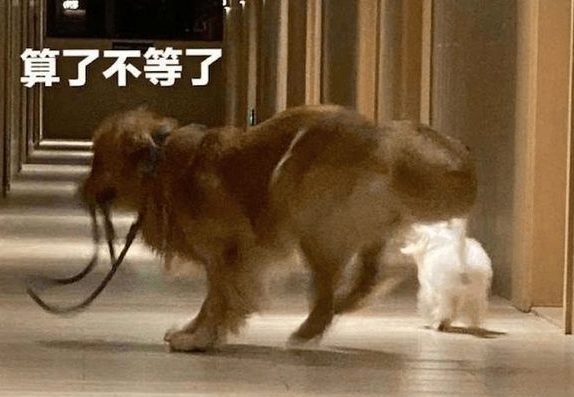 主人墨迹迟迟不出门,两只狗狗转身就飞奔起来:再见,我要去远航 主人墨迹迟迟不出门,两只狗狗转身就飞奔起来:再见,我要去远航