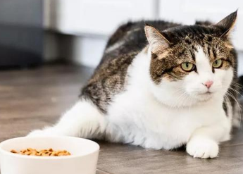 猫咪为什么不吃土豆片的原因 猫咪为什么不吃土豆片的原因