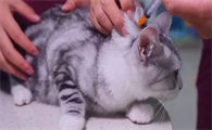养了七八年的猫没打过疫苗