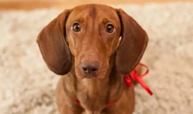 腊肠犬怎么训练大小便?你了解不? 腊肠犬怎么训练大小便?你了解不?