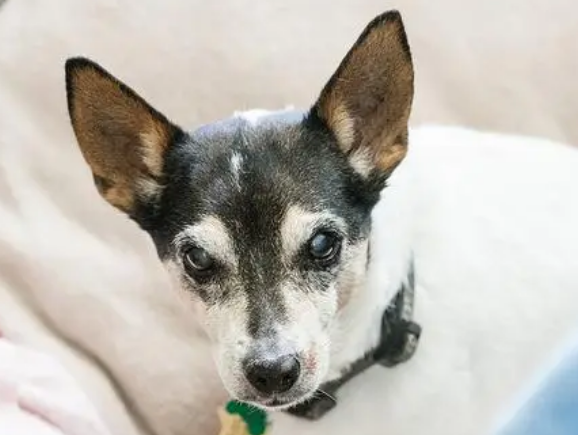 捕鼠梗犬犬瘟热症状有哪些?想了解的来看看吧 捕鼠梗犬犬瘟热症状有哪些?想了解的来看看吧
