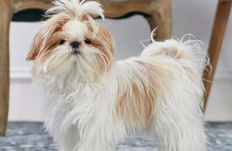 你知不知道，西施犬怎么喂养？