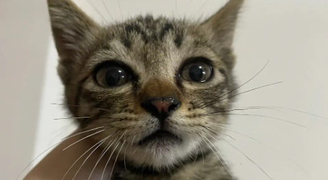狸花猫可以吃饭吗？来看看