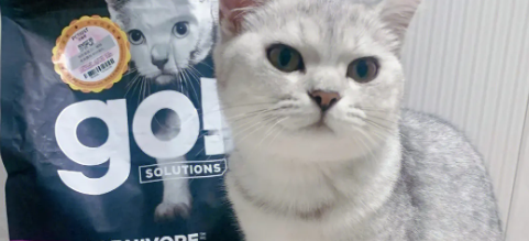蔓越莓,蓝莓…猫咪们也能吃的食物,GO!猫粮为你来揭晓 蔓越莓,蓝莓…猫咪们也能吃的食物,GO!猫粮为你来揭晓