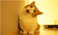 猫咪为什么歪着脖子叫唤