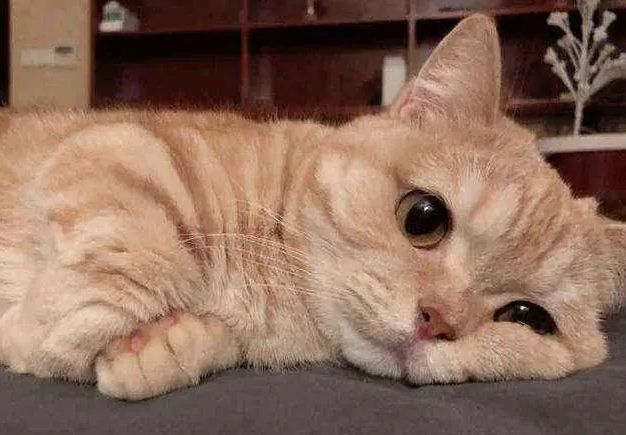 小猫不想要了怎么给它处理掉