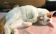 猫睡觉做梦吗,一直在动