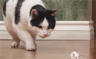 抓耗子要母猫还是公猫