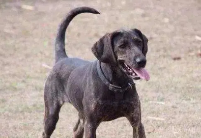 萌宠小知识:普罗特猎犬拉稀怎么处理? 萌宠小知识:普罗特猎犬拉稀怎么处理?