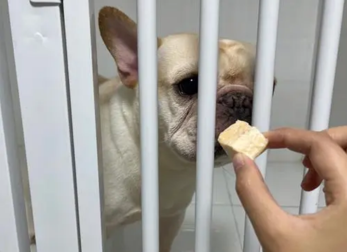 寄养小狗一天多少钱