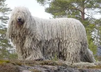 如何给可蒙犬剪指甲？这里有答案