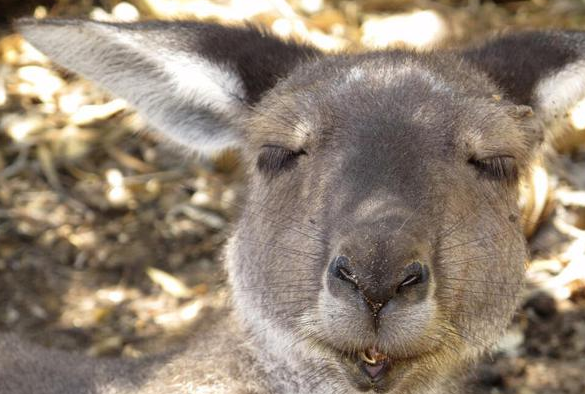 猎奇：袋鼠已达澳洲人口的两倍，和绵羊抢青草，闯民宅打死宠物狗