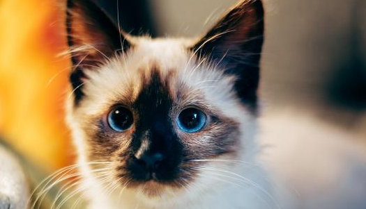 猫三联不打会怎么样 猫三联不打会怎么样
