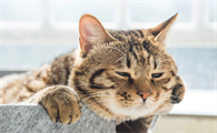 猫睡觉会做梦吗梦到啥