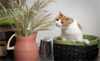 猫最喜欢的植物