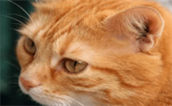 猫咪耳朵为什么萎缩