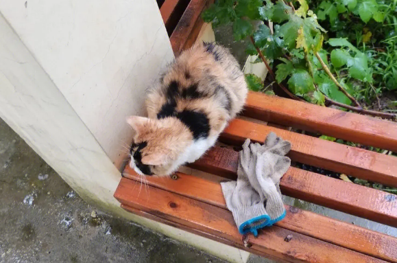 猫出去玩下雨都不回来 猫出去玩下雨都不回来
