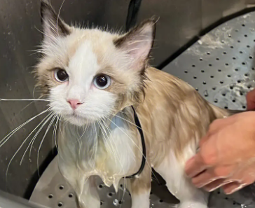 猫咪为什么在门口洗澡呢 猫咪为什么在门口洗澡呢