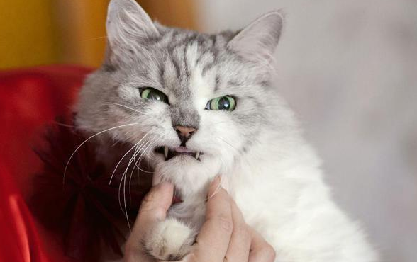 猫猫有情绪吗
