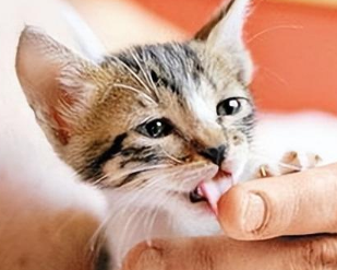 猫咪为什么总是舔主人手 猫咪为什么总是舔主人手