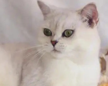 银渐层有泪痕怎么办？猫友可以瞧瞧~