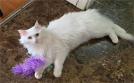 猫的毛为什么不会长长了
