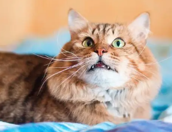 小猫为什么呜呜叫