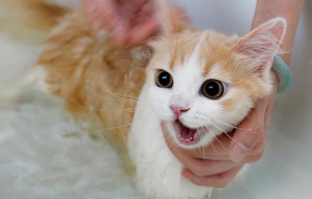 猫多久洗澡一次