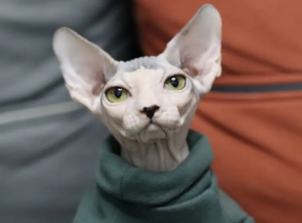 斯芬克斯猫天冷了会不会长毛，看这里~
