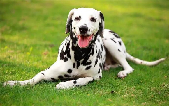 斑点狗属于什么型犬？这就告诉你