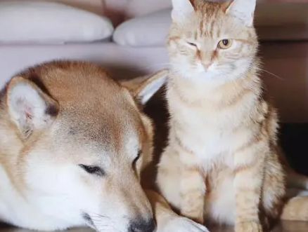 家养宠物猫还是狗好