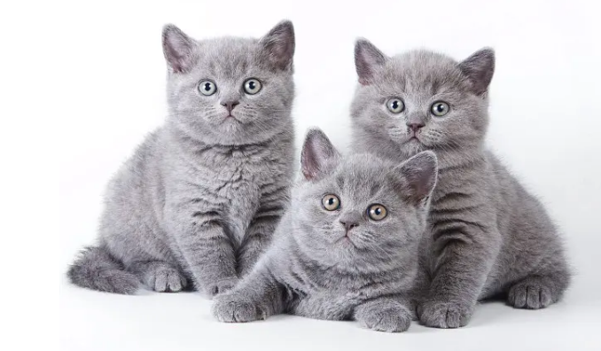 猫最怕气味排名第一 猫最怕气味排名第一