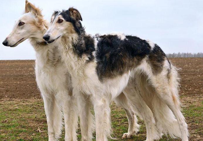 苏俄猎狼犬感冒怎么办？来这里看看吧