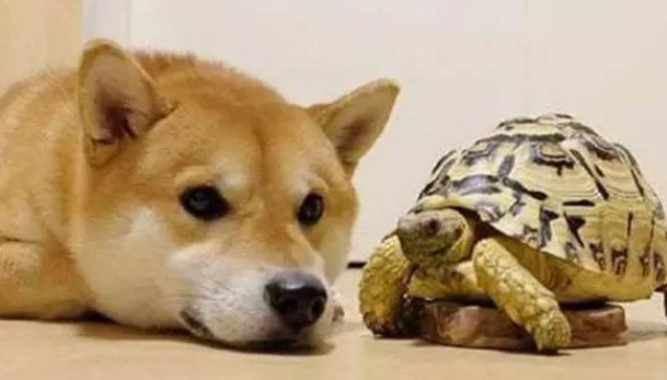 狗为什么咬乌龟