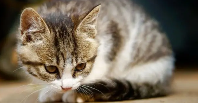 猫奴的好物推荐——go猫粮