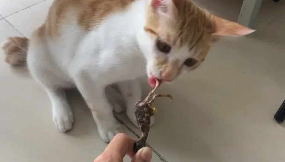 油炸鹌鹑能给猫吃吗
