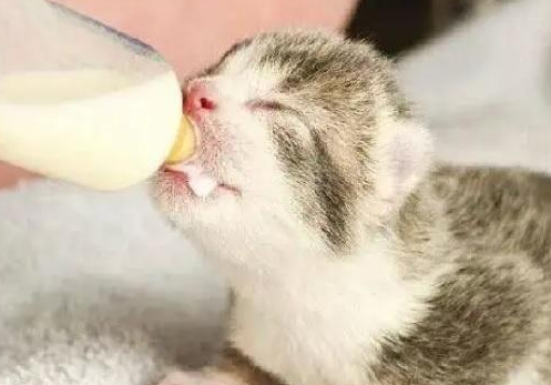 猫咪为什么要喂奶呢 猫咪为什么要喂奶呢