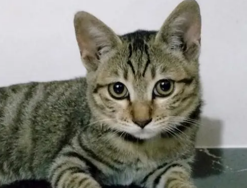狸花猫生病了怎么办?怎么治疗狸花猫? 狸花猫生病了怎么办?怎么治疗狸花猫?