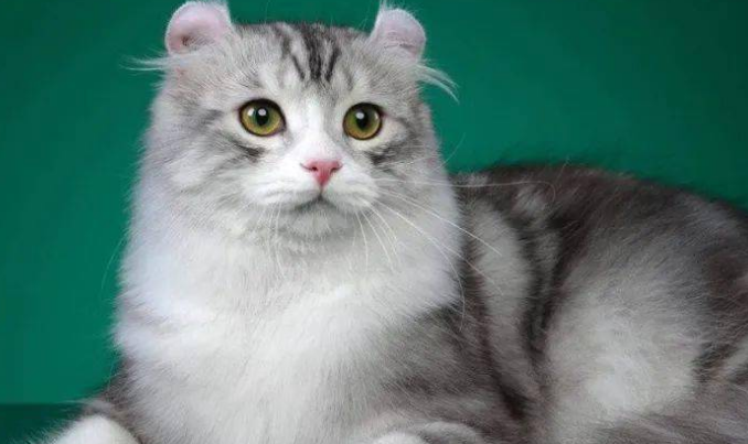 美国卷耳猫是什么猫？你有没有了解过？