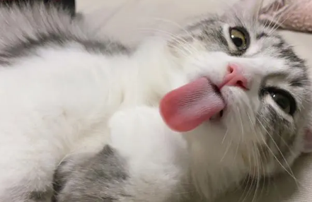 猫咪的舌头为什么有点白色