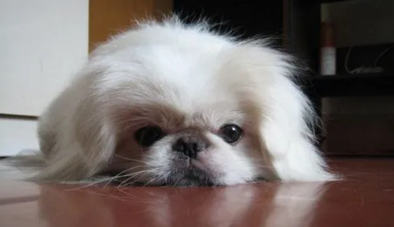 京巴犬中暑怎么办？天热了要照顾好它们哦！