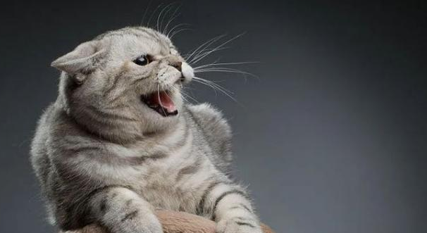 猫咪晚上为什么不会叫了怎么回事
