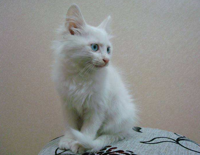 土耳其安哥拉猫好养吗?有人清楚不? 土耳其安哥拉猫好养吗?有人清楚不?
