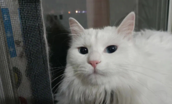 萌宠小知识：山东狮子猫怎么挑？