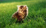 猫咪为什么越小越好贵