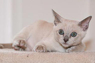 东奇尼猫不听话怎么办?来了解下吧 东奇尼猫不听话怎么办?来了解下吧