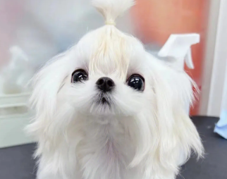 马尔济斯犬几岁换毛?看这篇文章 马尔济斯犬几岁换毛?看这篇文章