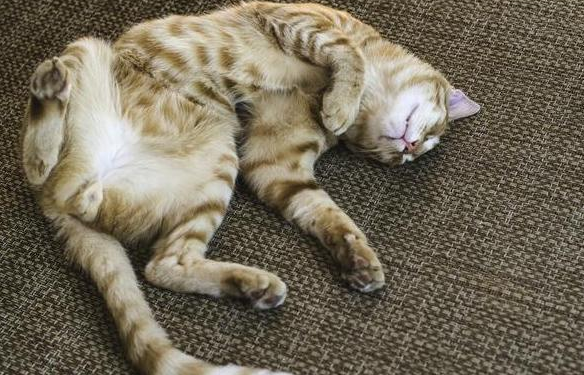 猫咪睡着了以后身上不自觉发抖