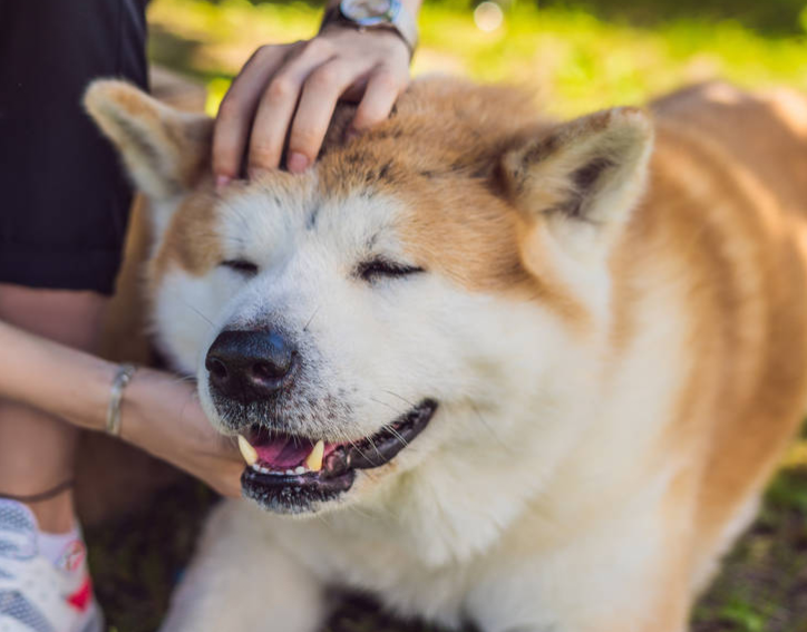 秋田犬认主人的特征?认识一下 秋田犬认主人的特征?认识一下